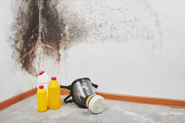 Best Mold Removal Near Me  in Marysville, MI