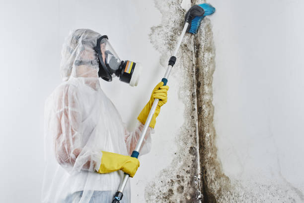 Best Toxic Mold Removal  in Marysville, MI