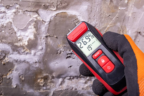 Best Mold Damage Repair  in Marysville, MI