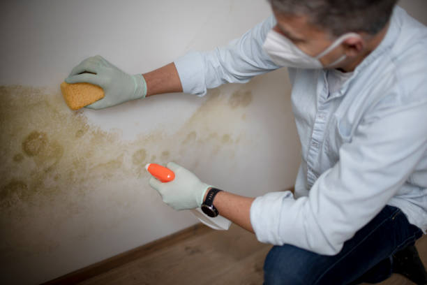 Reliable Marysville, MI Mold Removal Solutions