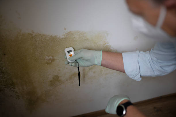 Best Local Mold Removal Service  in Marysville, MI