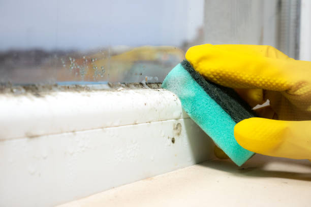 Best Residential Mold Removal  in Marysville, MI