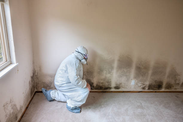 Best Best Mold Removal Companies  in Marysville, MI