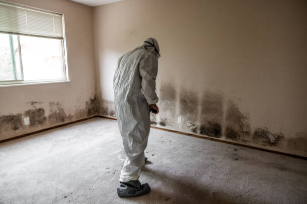 Best Mold Removal Specialists  in Marysville, MI