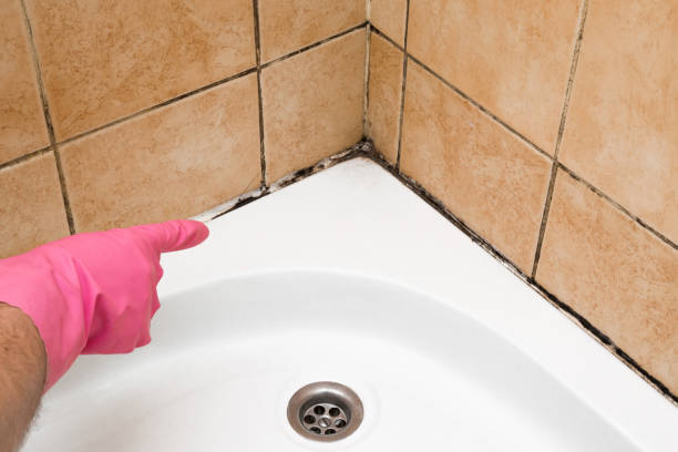 Best Best Mold Removal Companies  in Marysville, MI